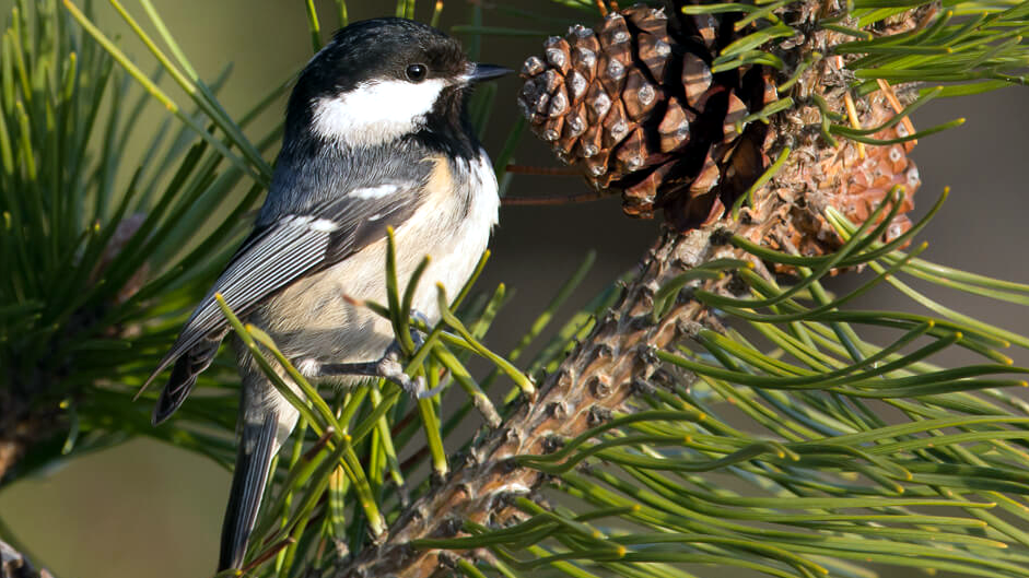 Sýkorka uhliarka (Parus ater)